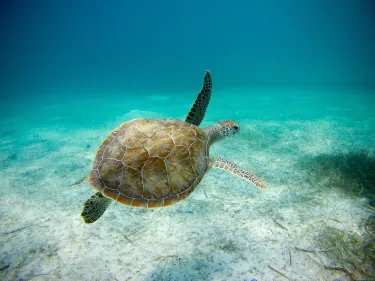 The Bight Settlement