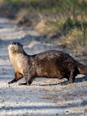 Alligator River National Wildlife Refuge