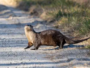 Alligator River National Wildlife Refuge