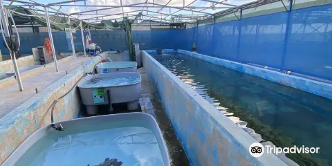 Centro di Recupero Tartarughe e Fauna Selvatica WWF