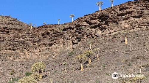 Quiver Tree Forest