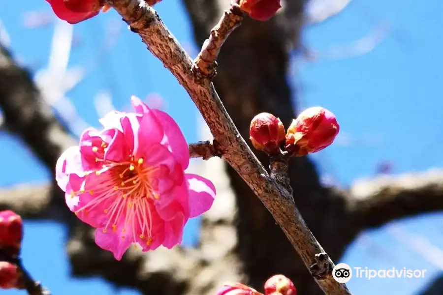 吉野梅鄉