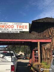 Redwood Tree Service Station