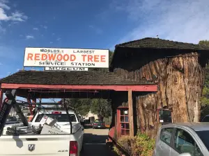 Redwood Tree Service Station