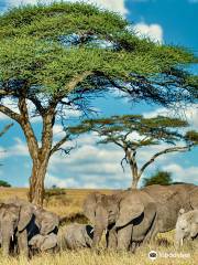 Siri Maasai Safari