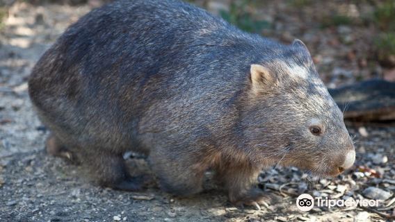 Walkabout Wildlife Sanctuary