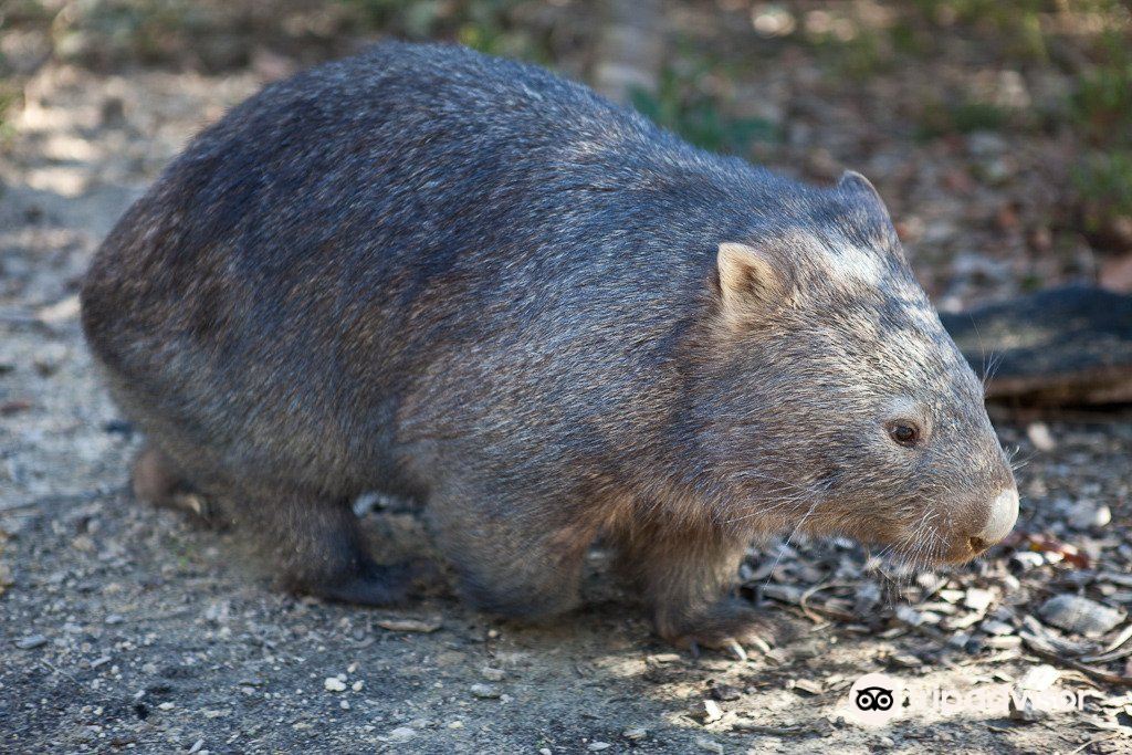 Walkabout Wildlife Sanctuary