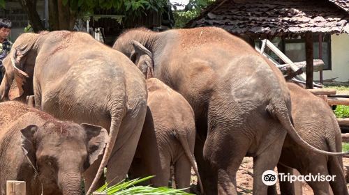 Mae Wang Elephant Camp