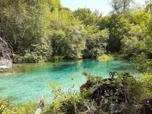 Parco Statale di Ichetucknee