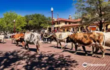 Fort Worth Herd