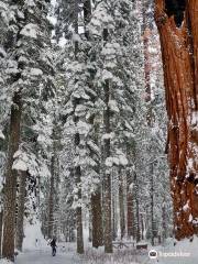 Calaveras Big Trees State Park