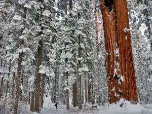 Calaveras Big Trees State Park