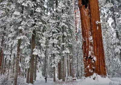 Calaveras Big Trees State Park