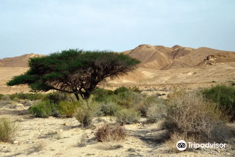 Negev Trek