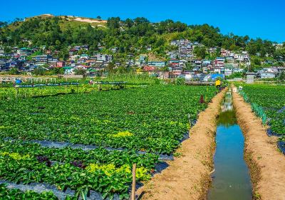 Strawberry Farm
