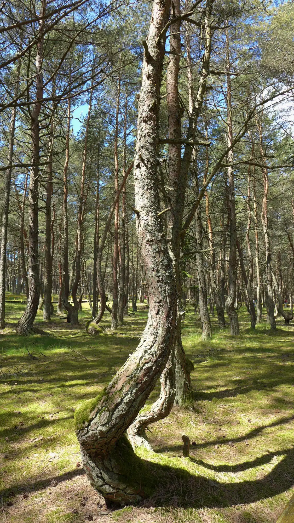 Hotels near Dancing Forest