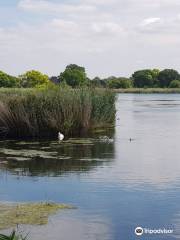 Woodberry Wetlands, London Wildlife Trust