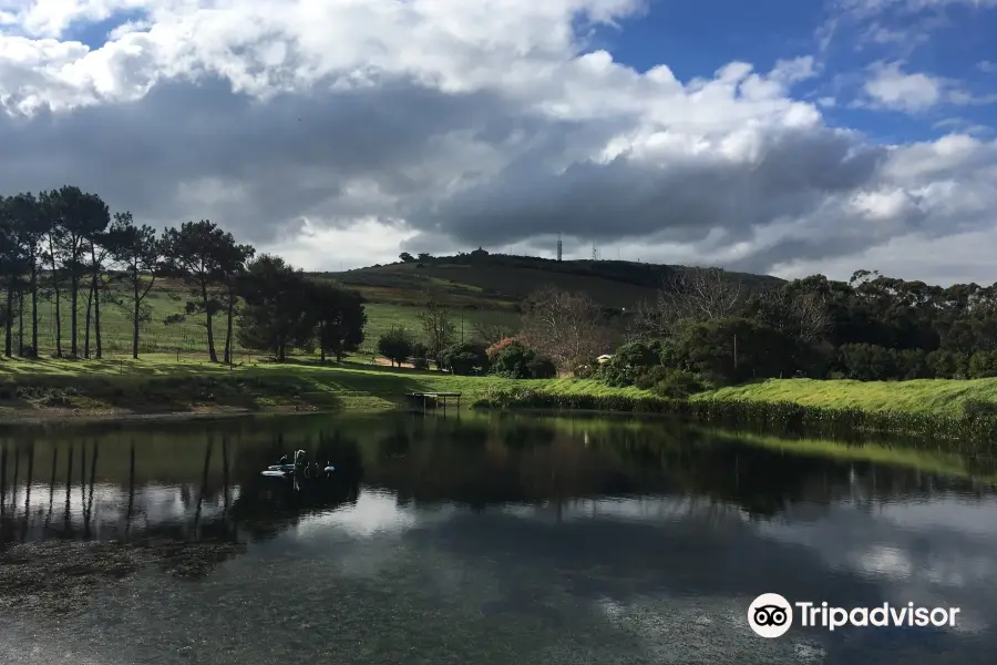 Nitida Wine Farm