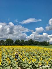 Dixie Orchards