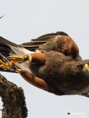 West Coast Falconry