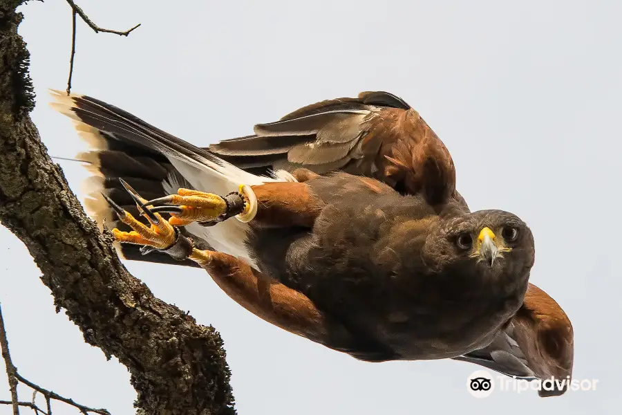 West Coast Falconry