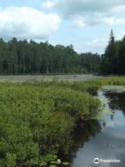 Alexander Lake Forest Provincial Park