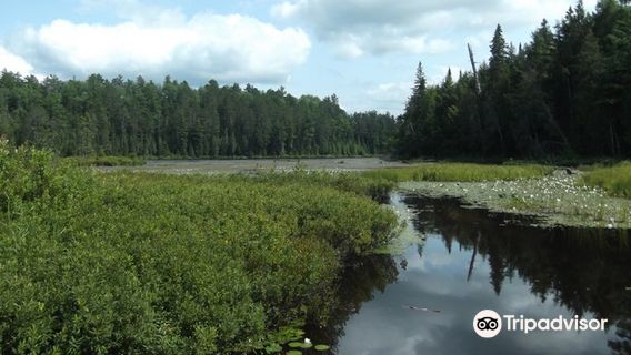Alexander Lake Forest Provincial Park