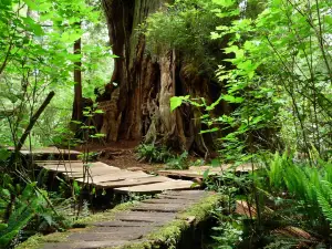 Rainforest Trail