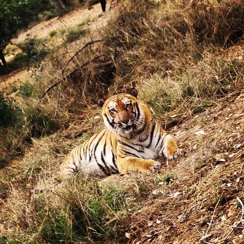 Hotels near Tiger Safari