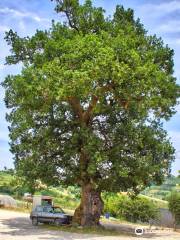 Albero Monumentale delle Marche