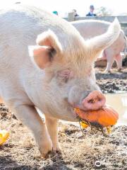 Woodstock Farm Sanctuary