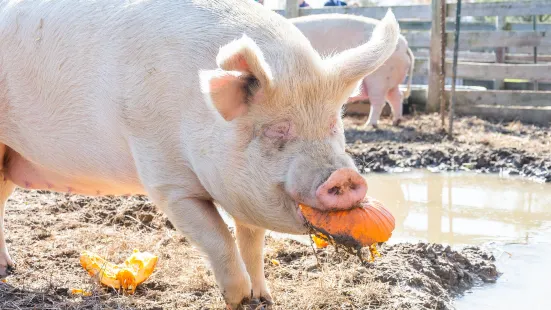 Woodstock Farm Sanctuary