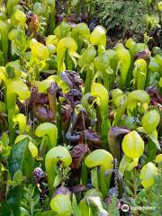 Darlingtonia State Natural Site