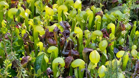 Darlingtonia State Natural Site