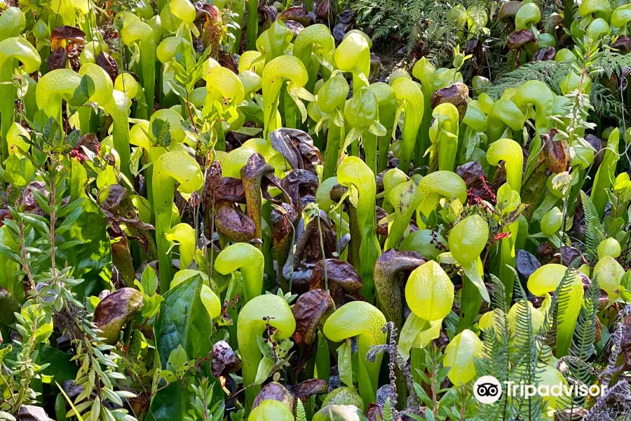 Darlingtonia State Natural Site