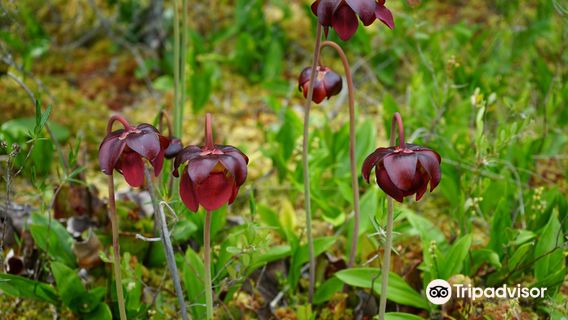 Big Bog State Recreation Area Southern Unit