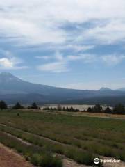 Mt. Shasta Lavender Farms
