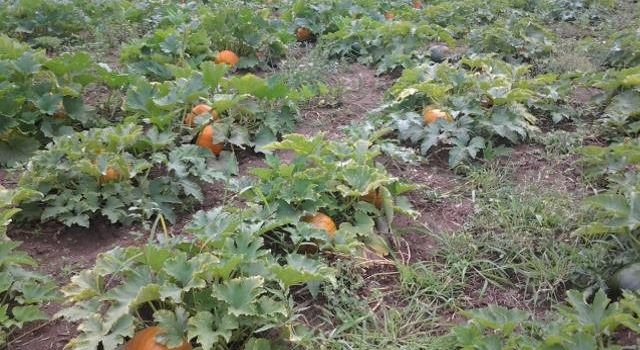 Pumpkin Farm Bykoš