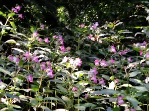 버투센 공원