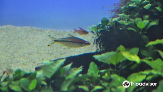 Takashi Amano Forests Underwatter at Oceanarium Lisbon