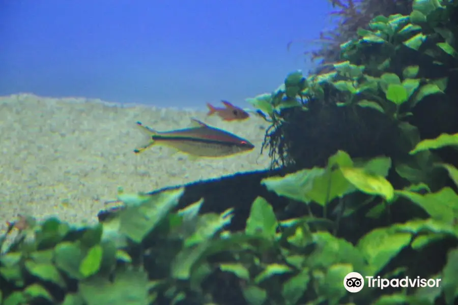 Takashi Amano Forests Underwatter at Oceanarium Lisbon