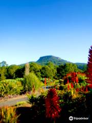 Wollongong Botanic Garden