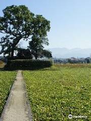 Moto-Yakushi-ji Temple Ruins, Nationally Designated Special Historic Site