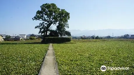 Moto-Yakushi-ji Temple Ruins, Nationally Designated Special Historic Site