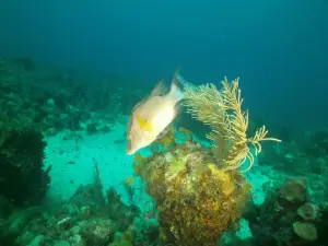 Diving Center Cayo Largo del Sur