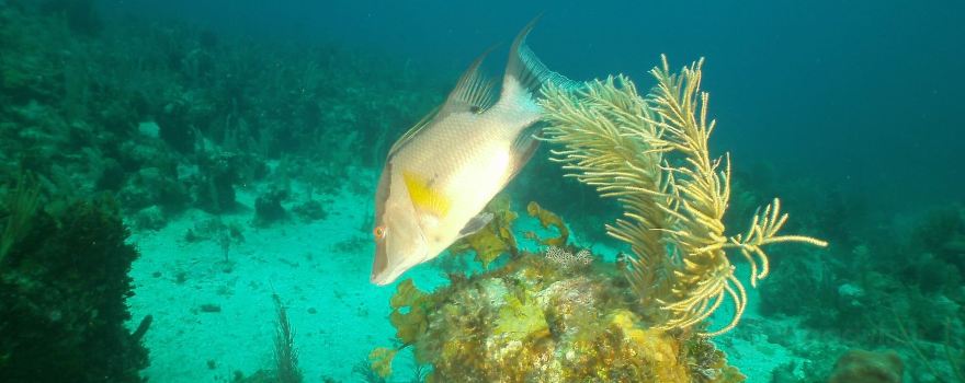 Diving Center Cayo Largo del Sur