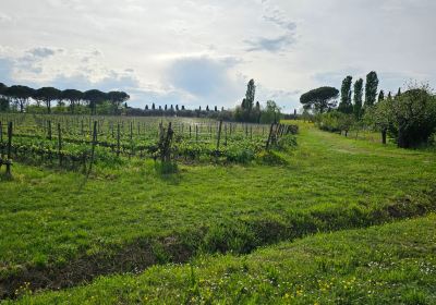 Azienda Agricola Enzo Carmignani