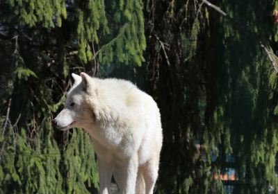 Lithuanian Zoo