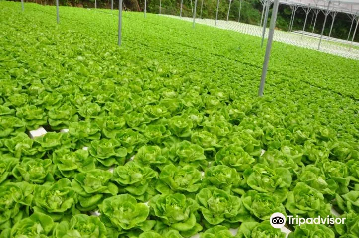 5_Green View Garden Cameron Highlands