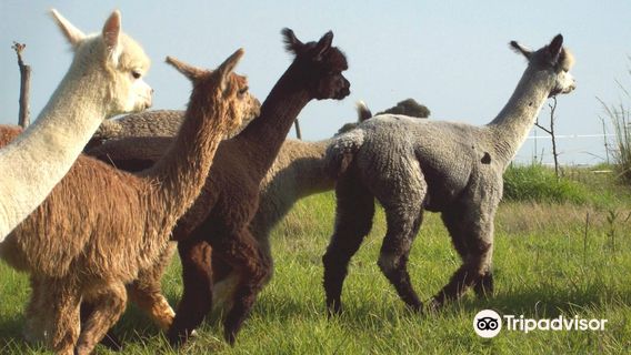 The Alpaca Loom Coffee Shop and Weaving Studio